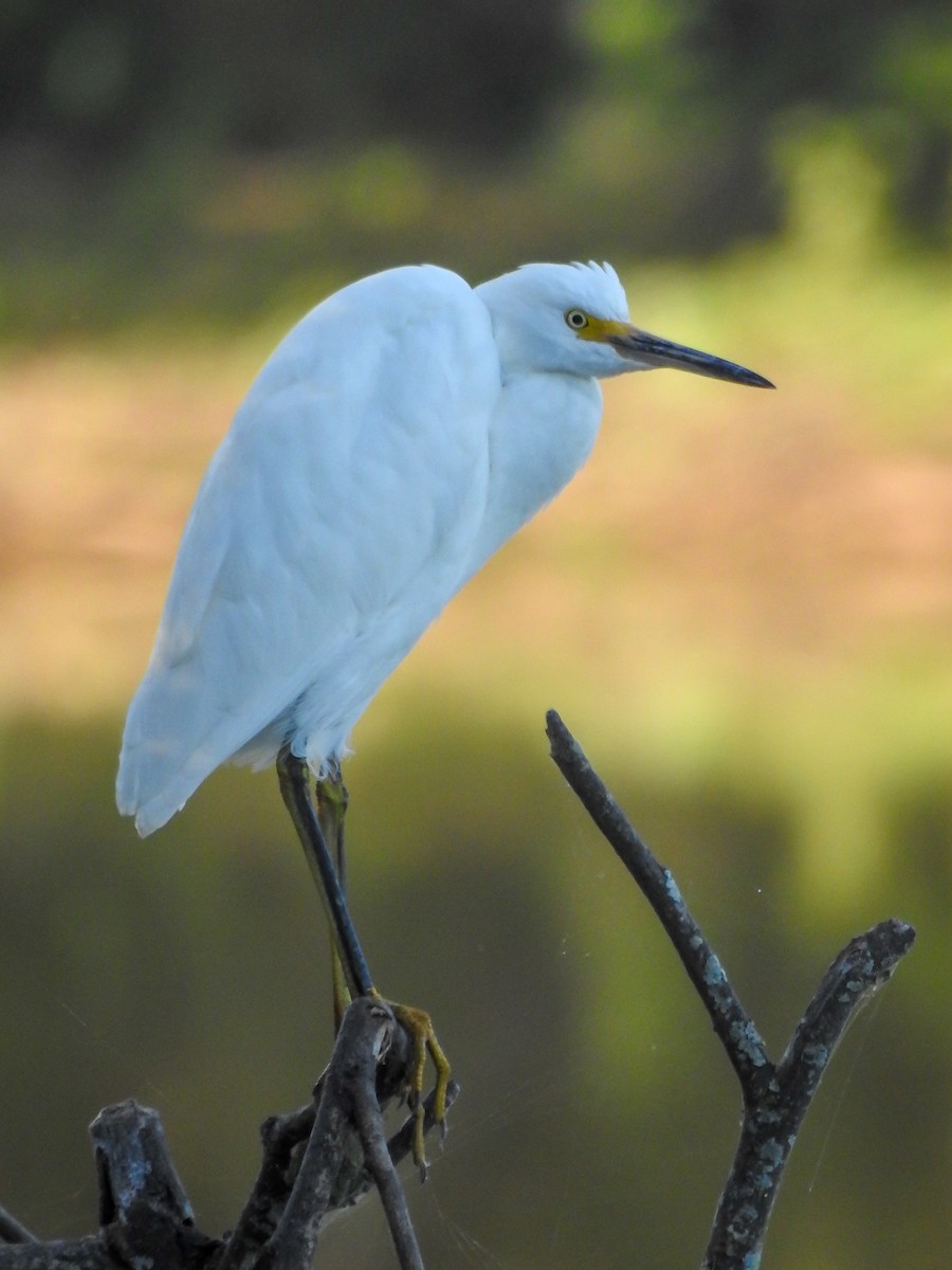 Snowy Egret - ML620726742