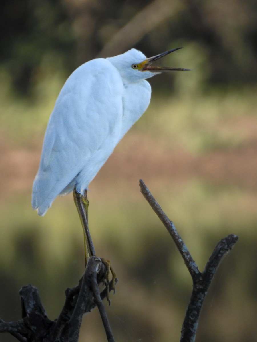 Snowy Egret - ML620726743