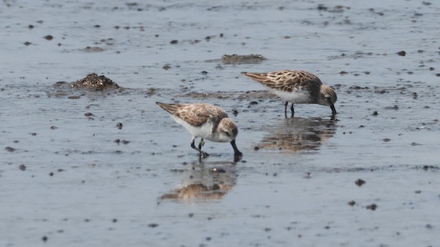 Spoon-billed Sandpiper - ML620726747