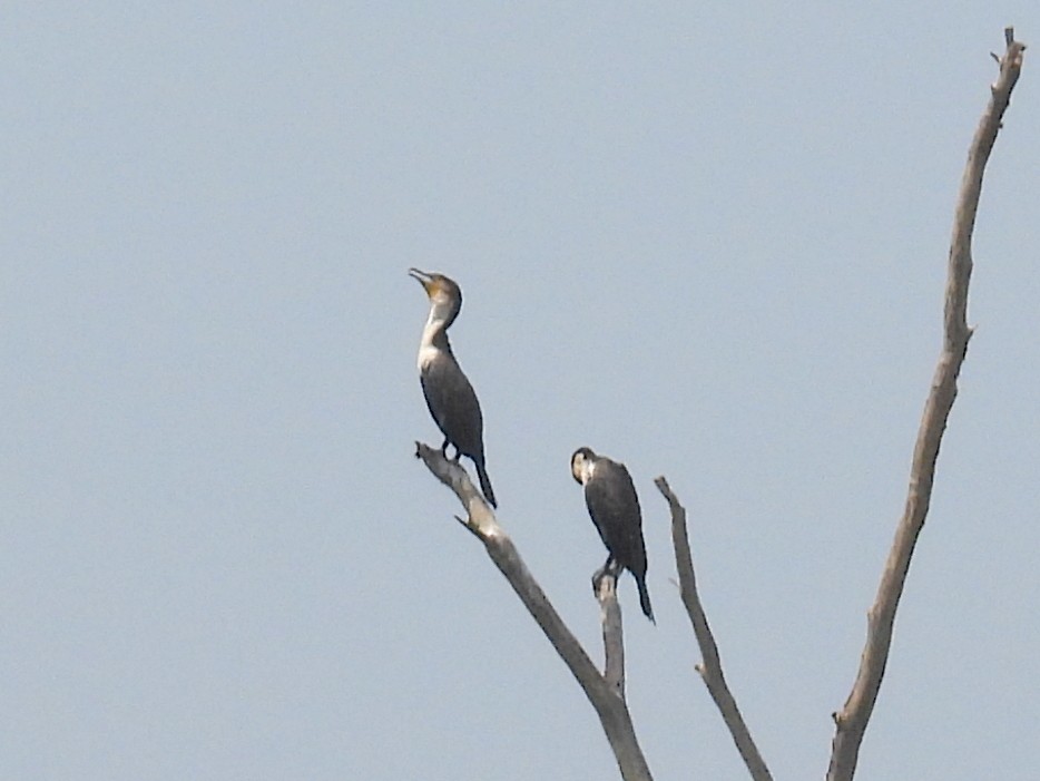 Great Cormorant (White-breasted) - ML620726760