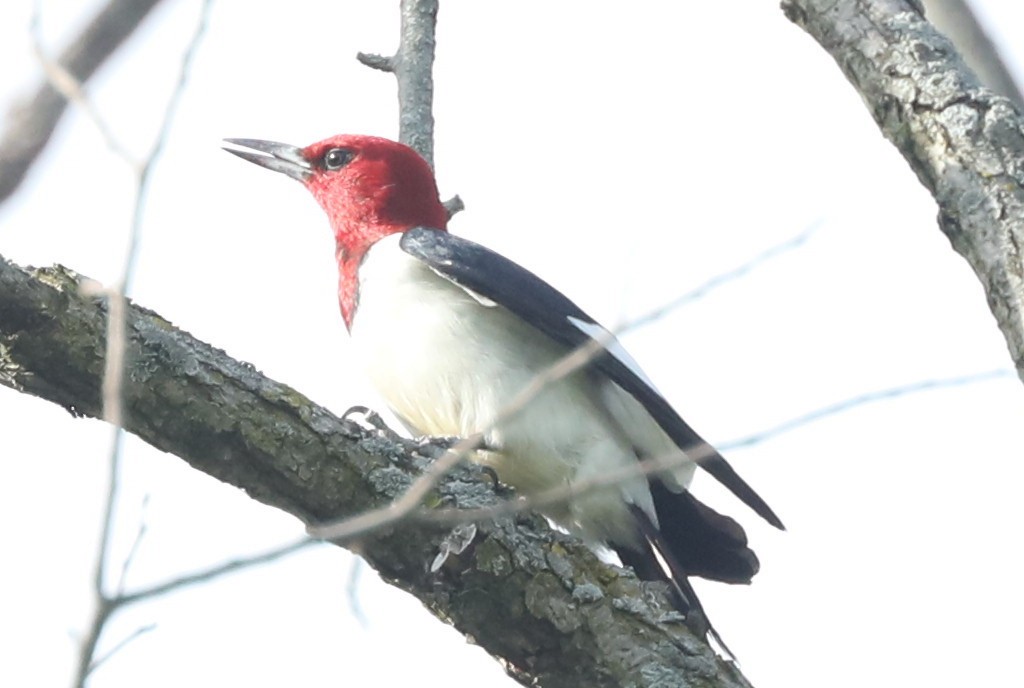 Red-headed Woodpecker - ML620726767