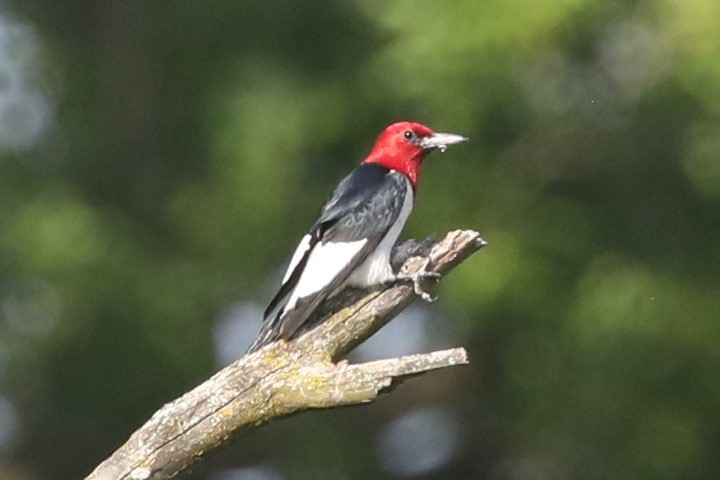 Red-headed Woodpecker - ML620726774