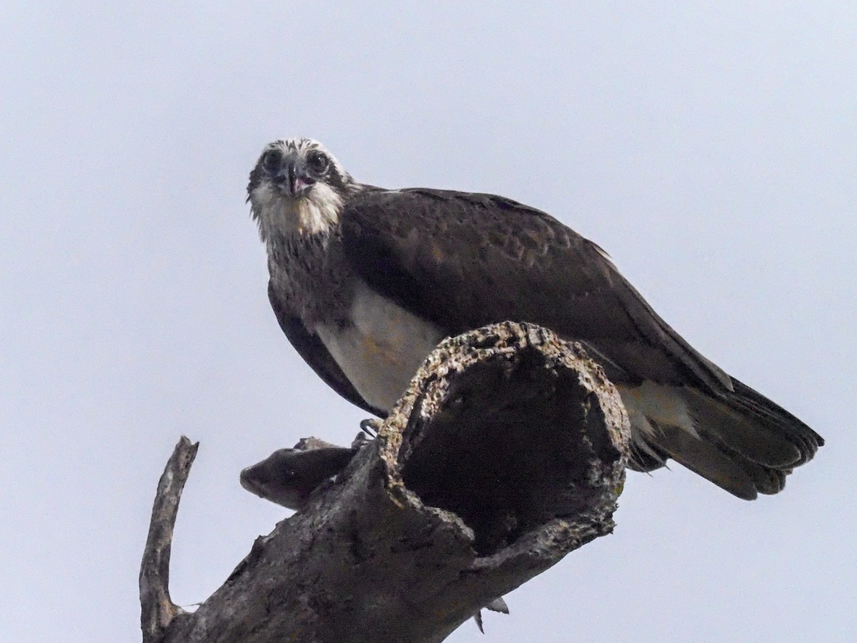 Águila Pescadora (Australia) - ML620726779