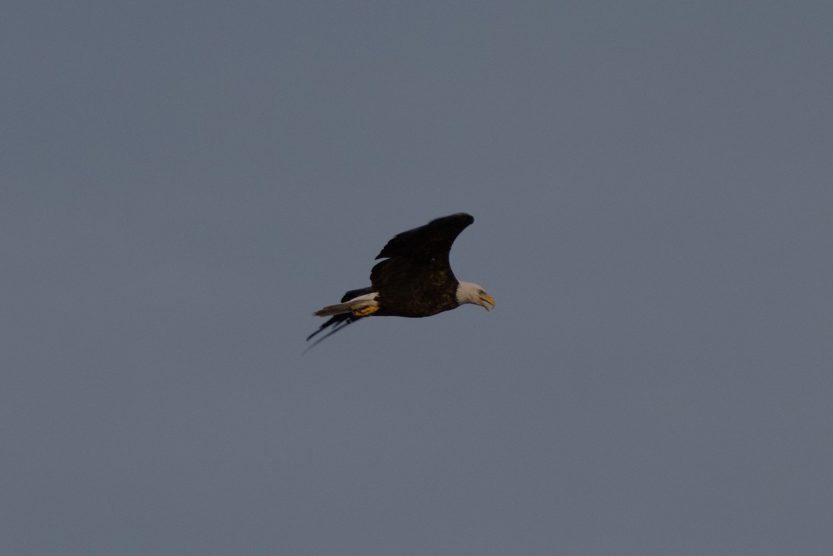 Bald Eagle - ML620726792