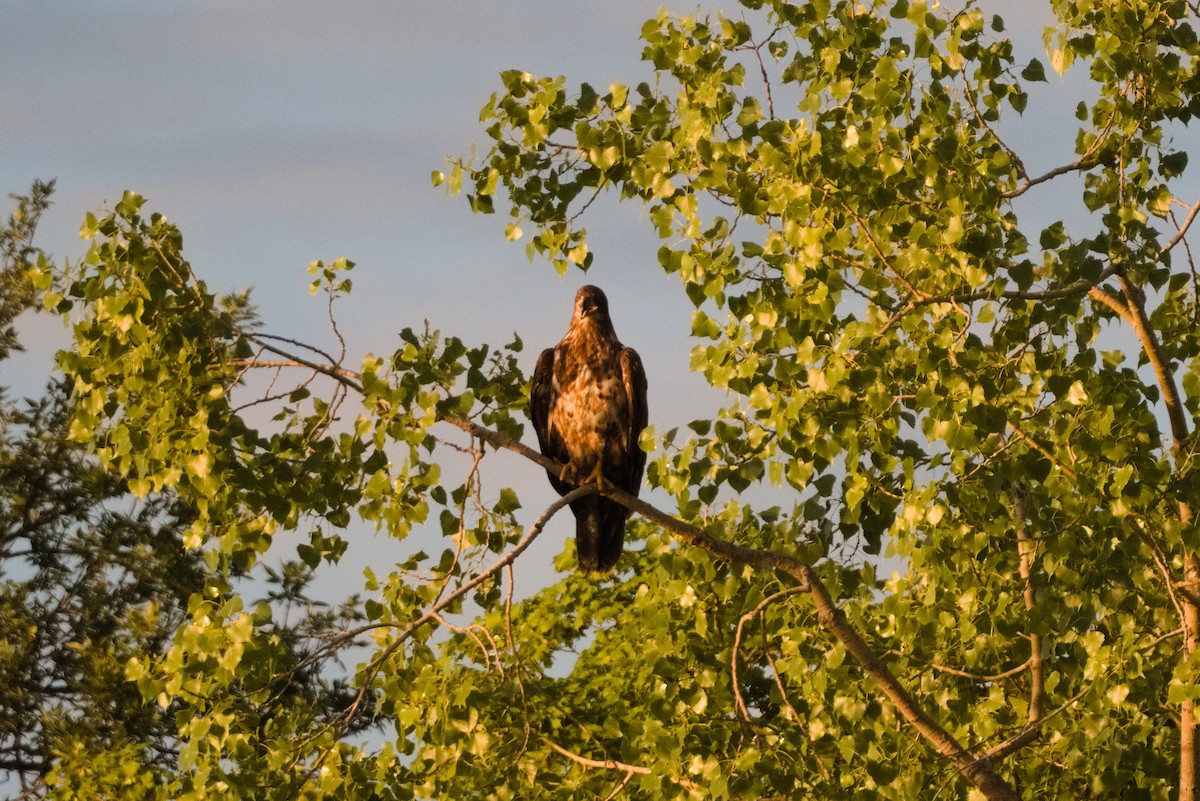 Weißkopf-Seeadler - ML620726794