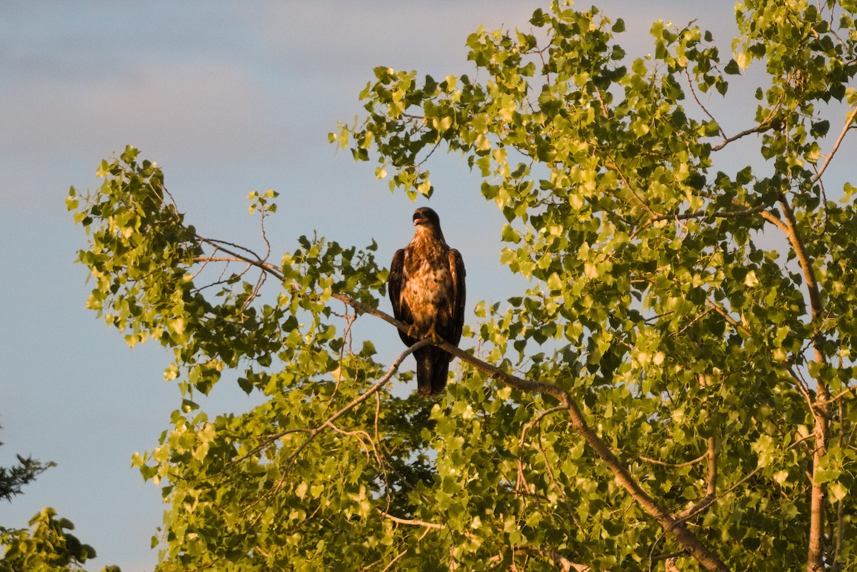 Weißkopf-Seeadler - ML620726795