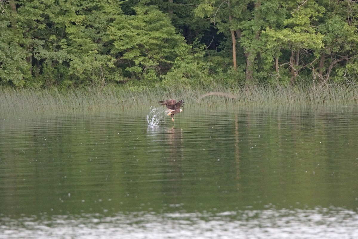 Bald Eagle - ML620726796