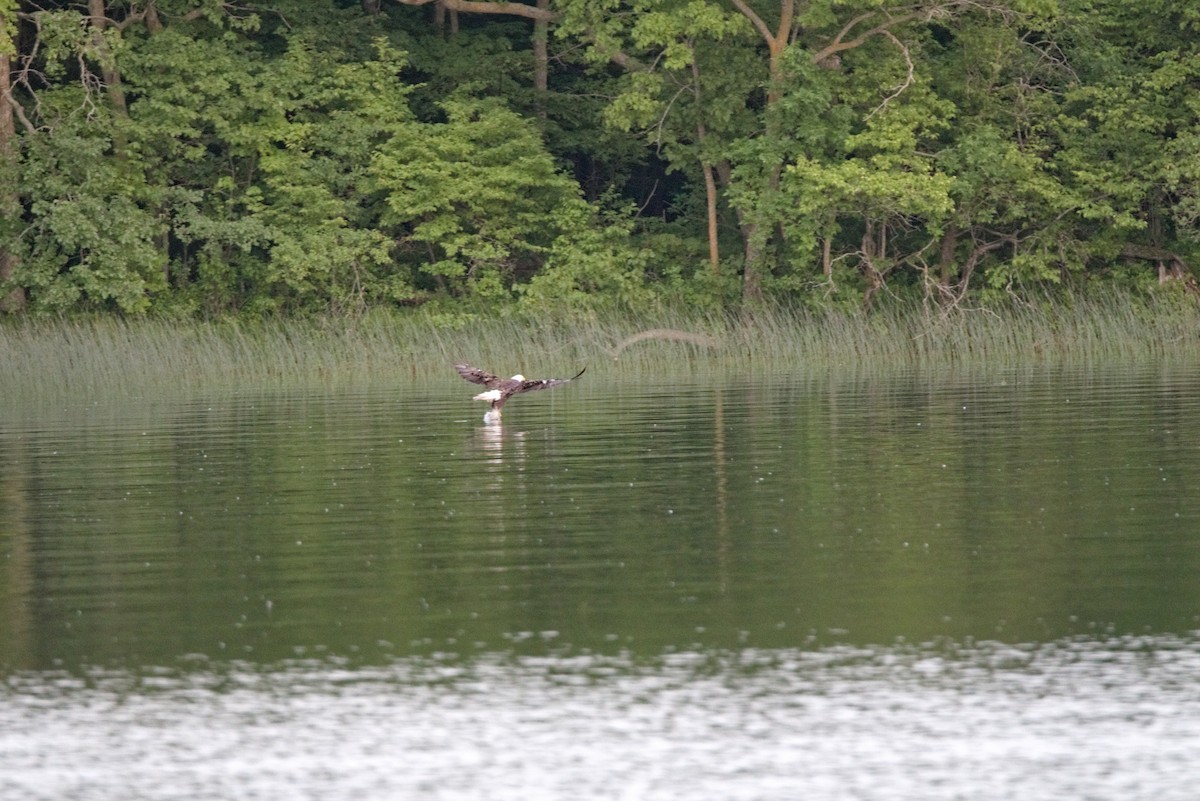 Bald Eagle - ML620726797