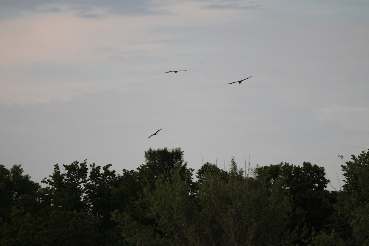 Bald Eagle - ML620726799