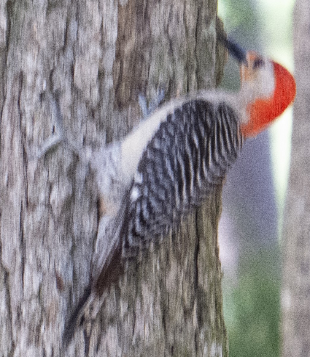 Red-bellied Woodpecker - ML620726800