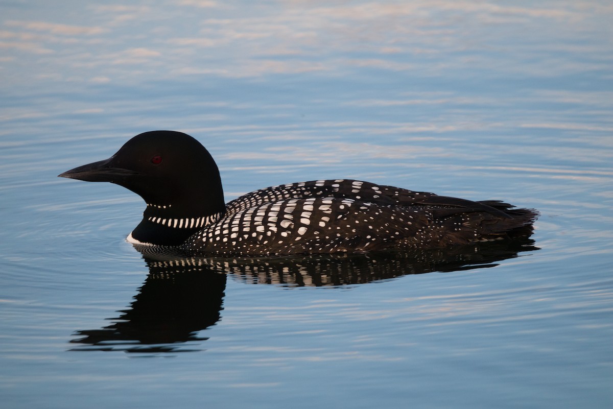 Plongeon huard - ML620726807