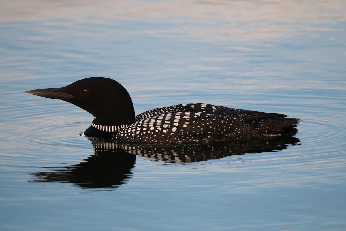 Plongeon huard - ML620726808