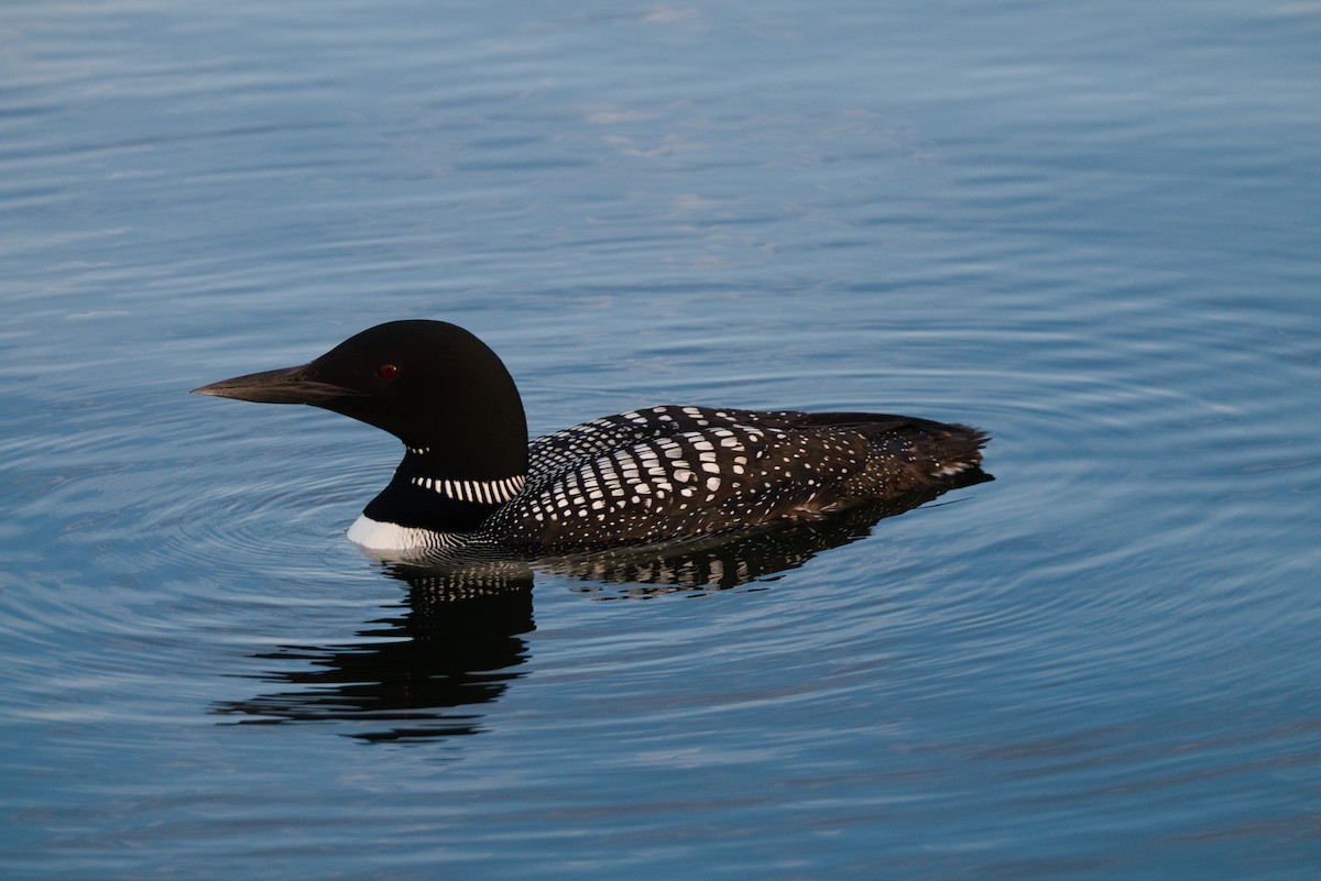 Common Loon - Keegan Brown