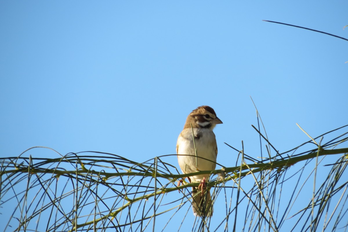 Lark Sparrow - ML62072681