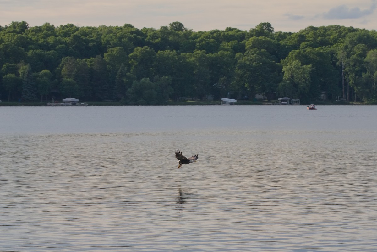 Bald Eagle - ML620726814