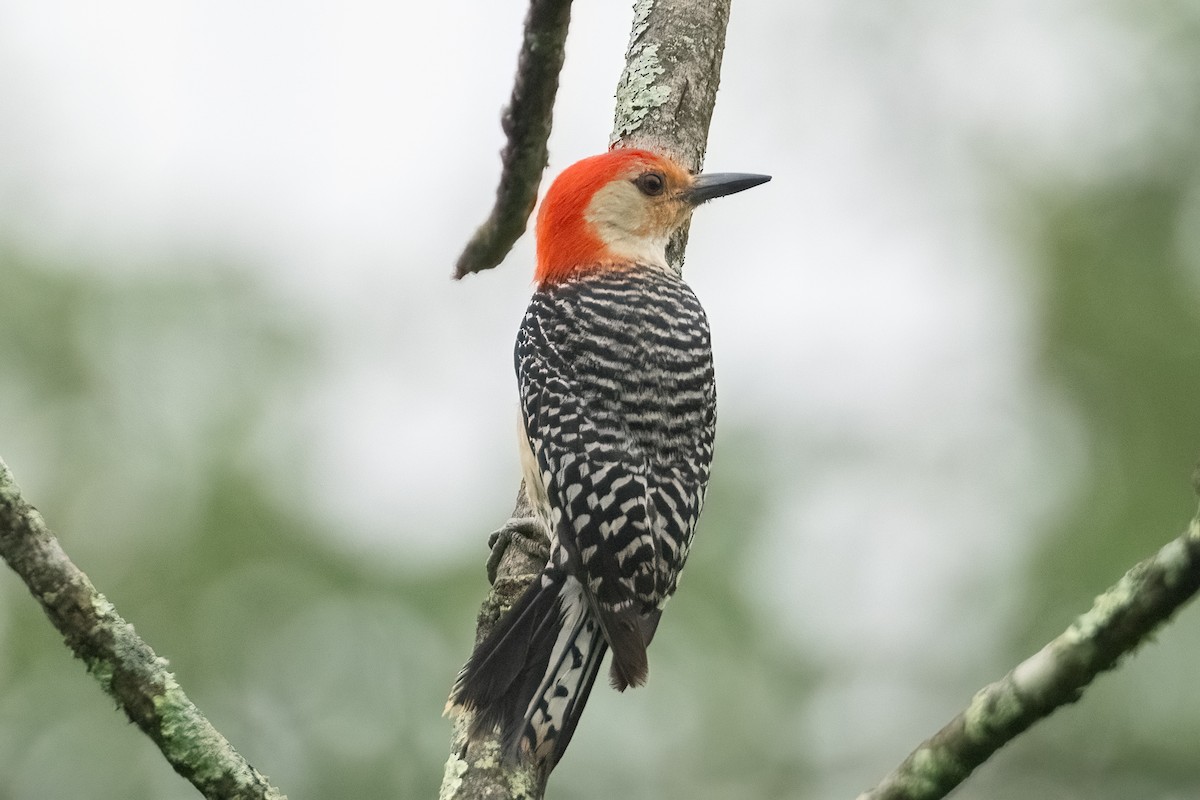 Red-bellied Woodpecker - ML620726824