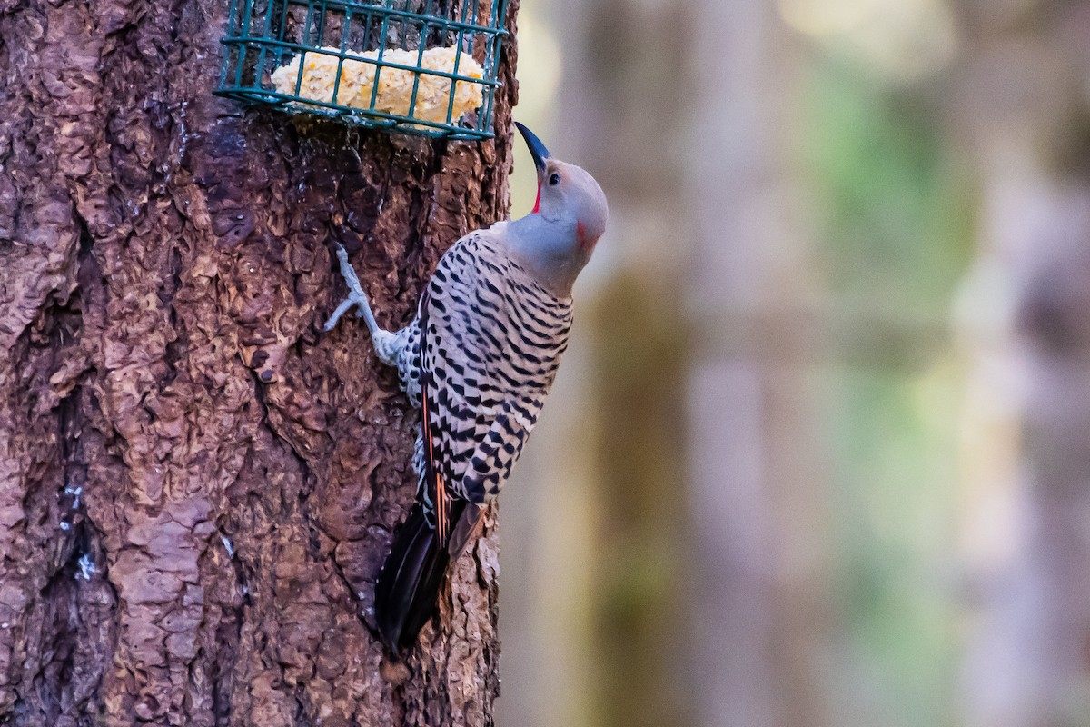 Northern Flicker (Yellow-shafted x Red-shafted) - ML620726855