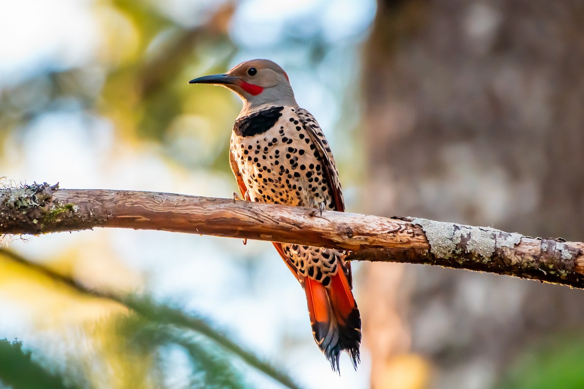 Northern Flicker (Yellow-shafted x Red-shafted) - ML620726856