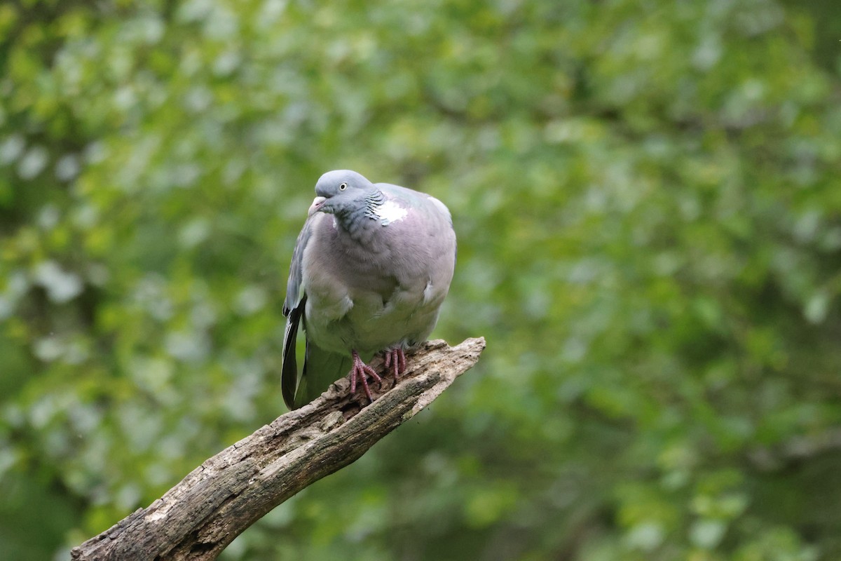 Common Wood-Pigeon - ML620726863