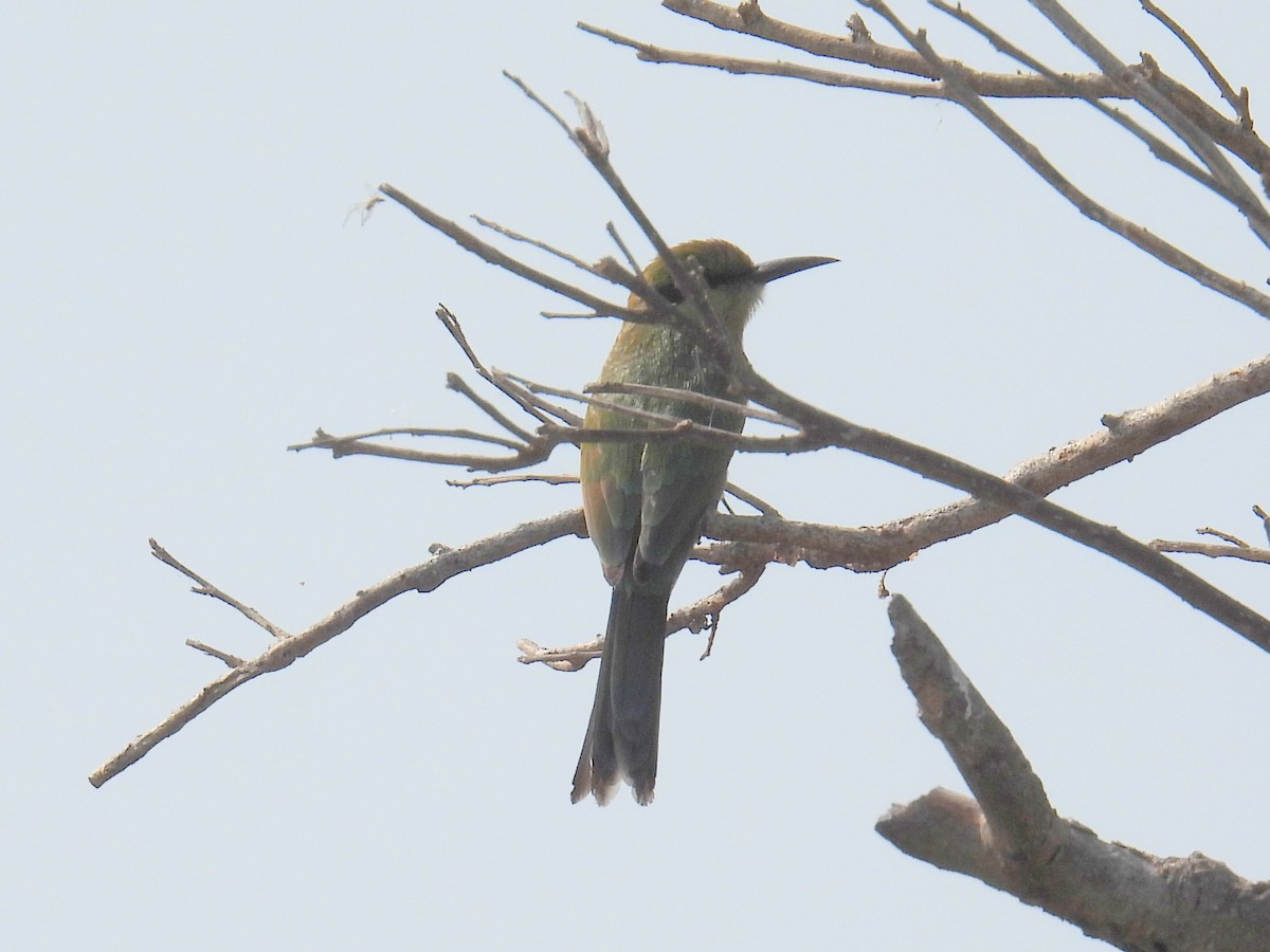 Swallow-tailed Bee-eater - ML620726865