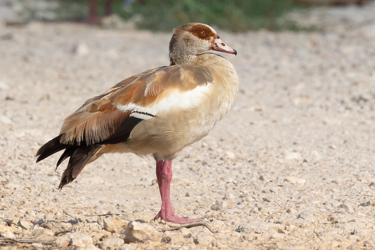 Egyptian Goose - ML620726867