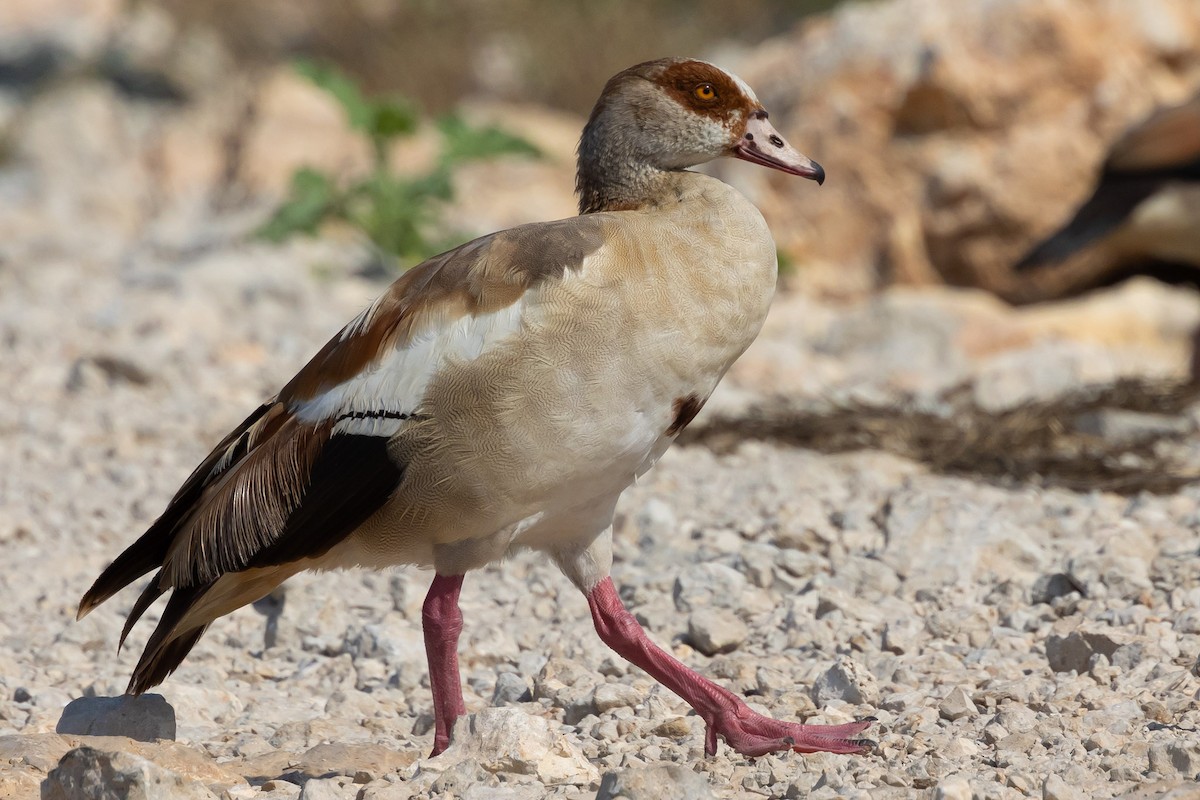 Egyptian Goose - ML620726868