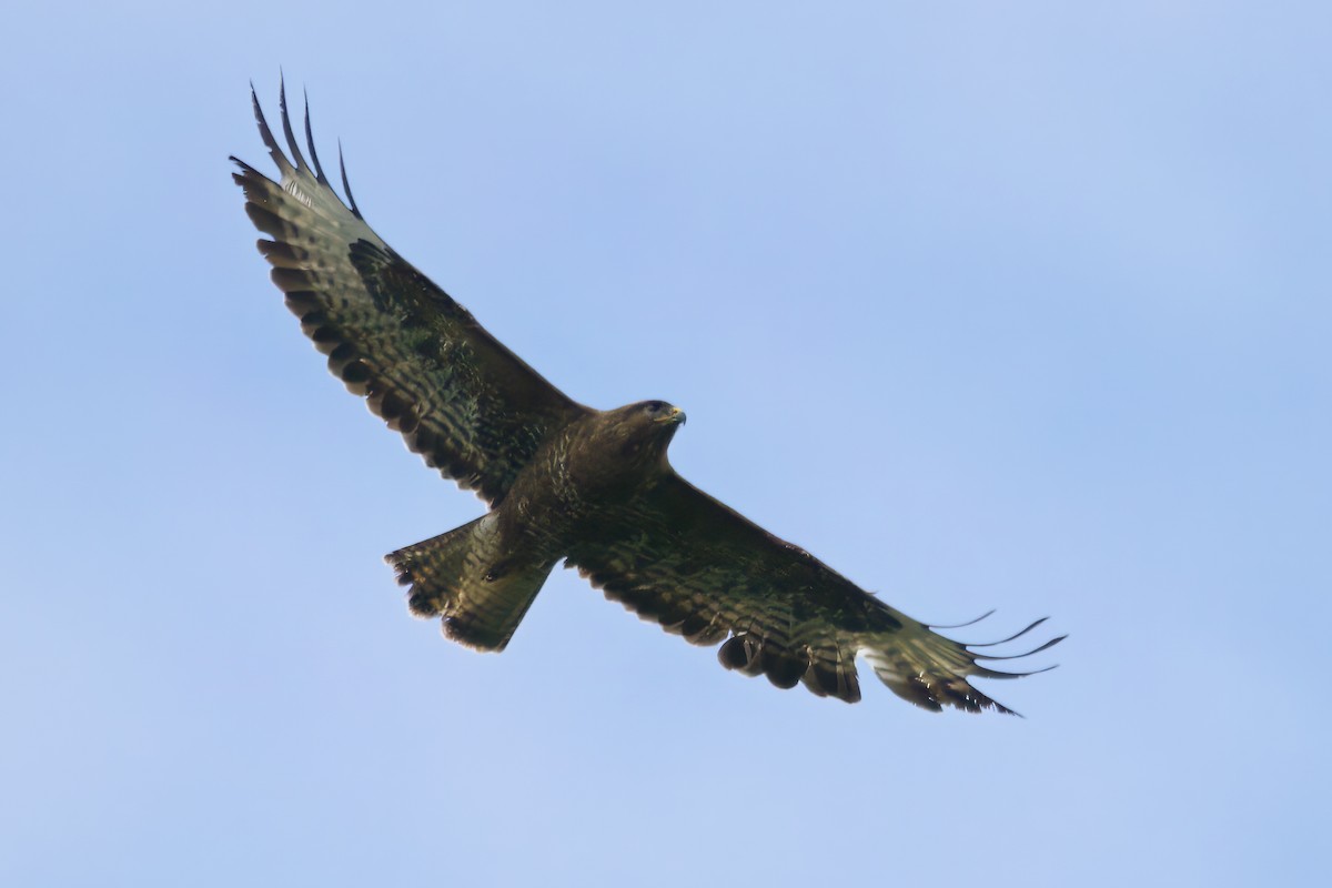 Common Buzzard - ML620726878