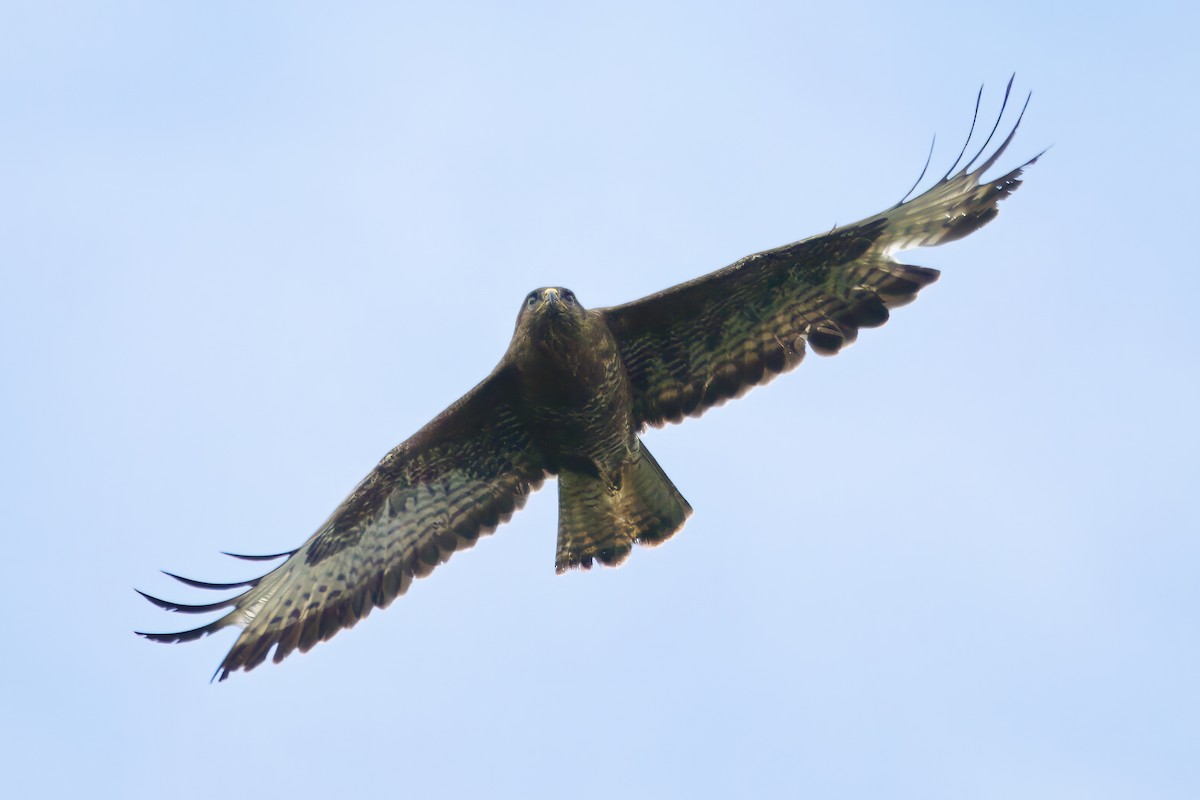 Common Buzzard - Gareth Bowes