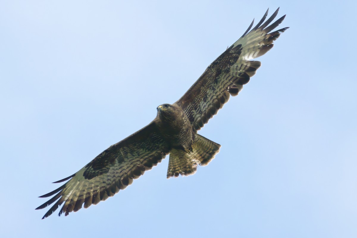 Common Buzzard - ML620726880