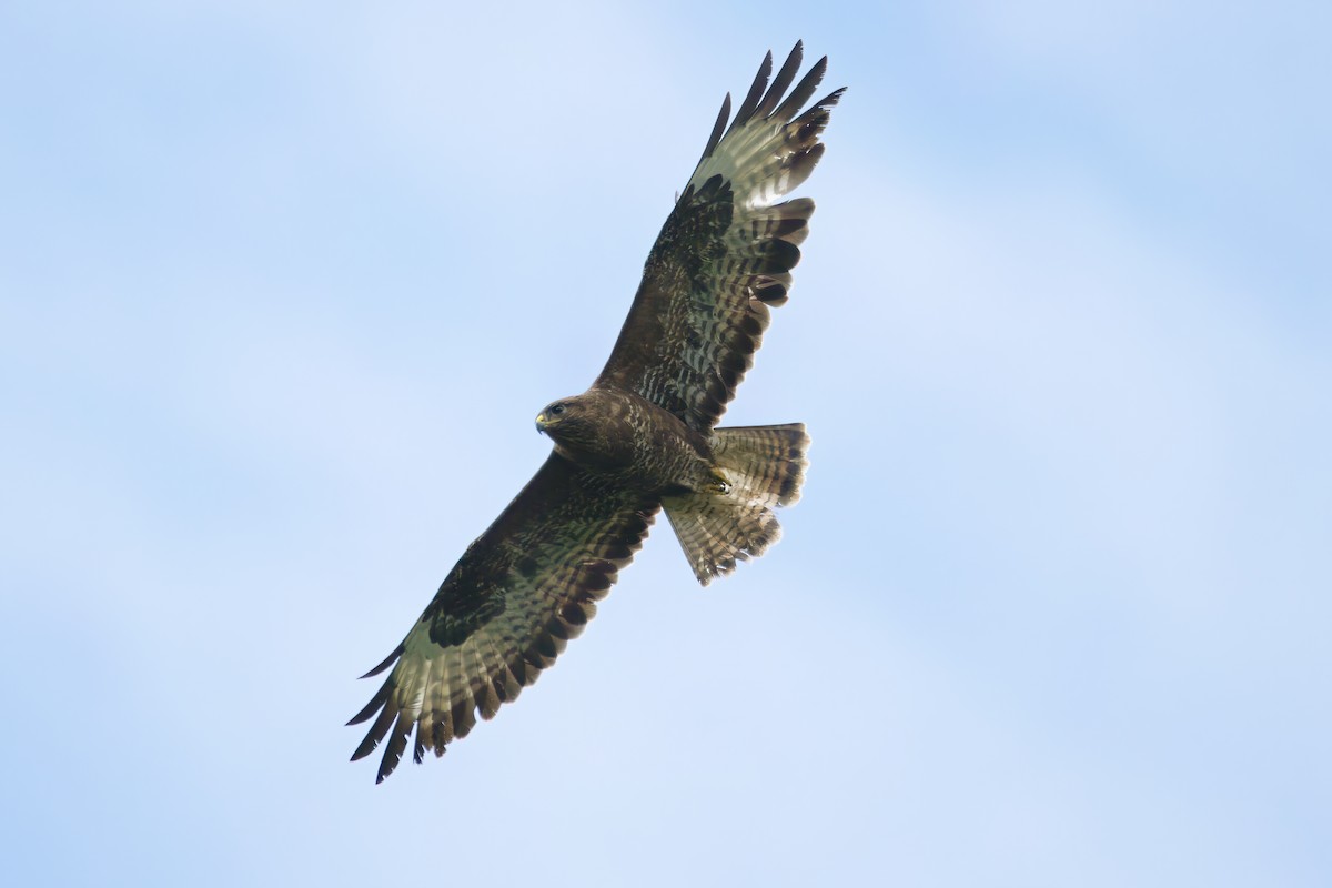 Common Buzzard - ML620726881