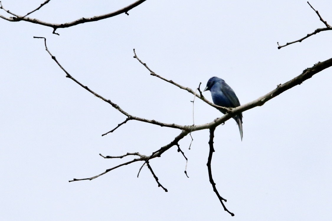 Passerin indigo - ML620726887