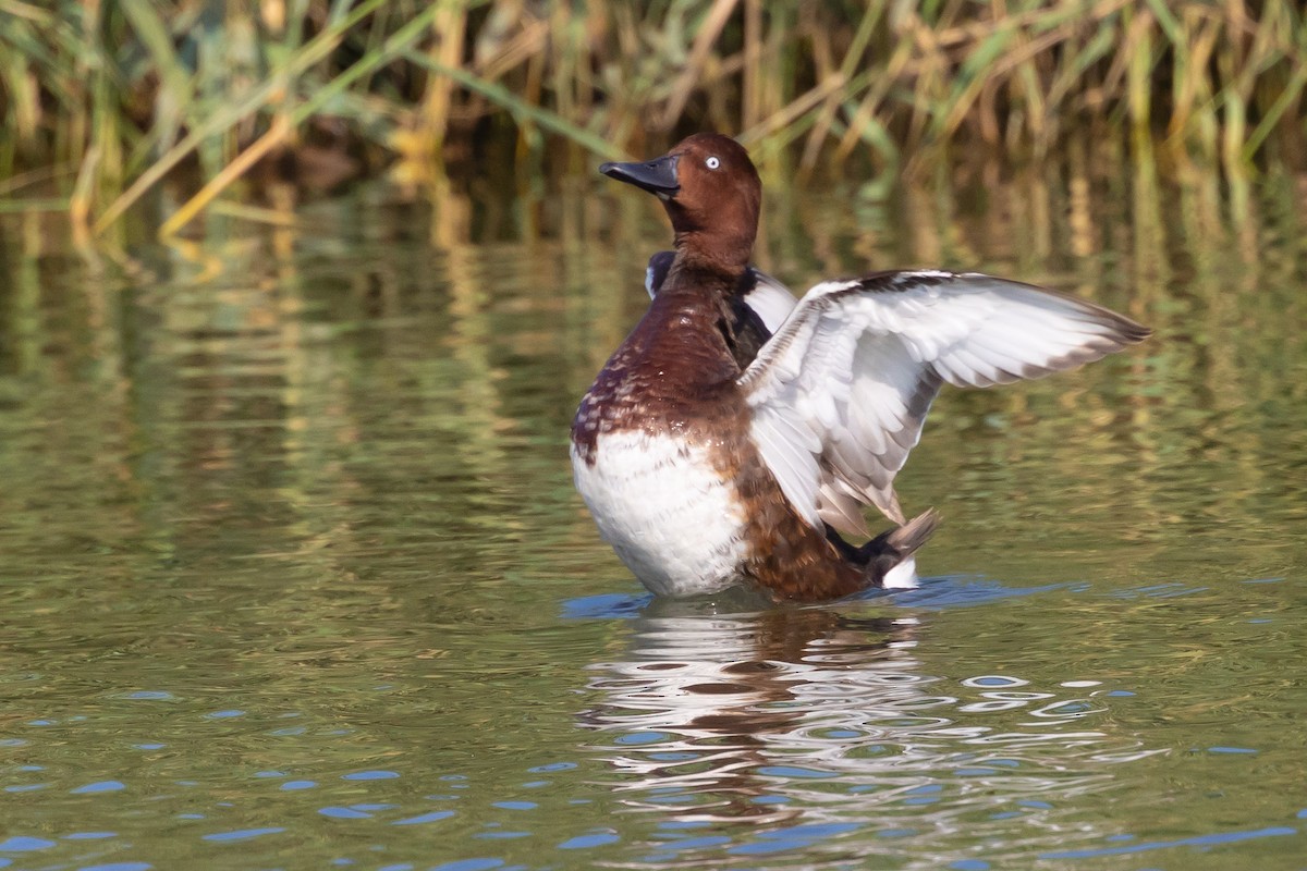 Ferruginous Duck - ML620726889