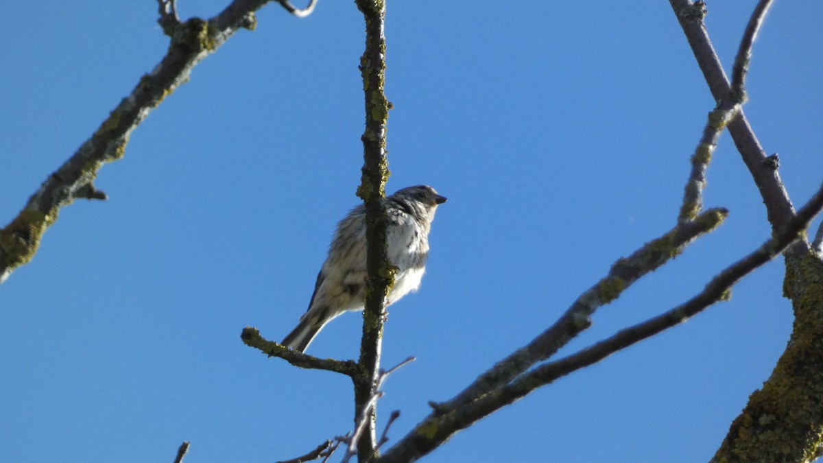 Eurasian Linnet - ML620726899