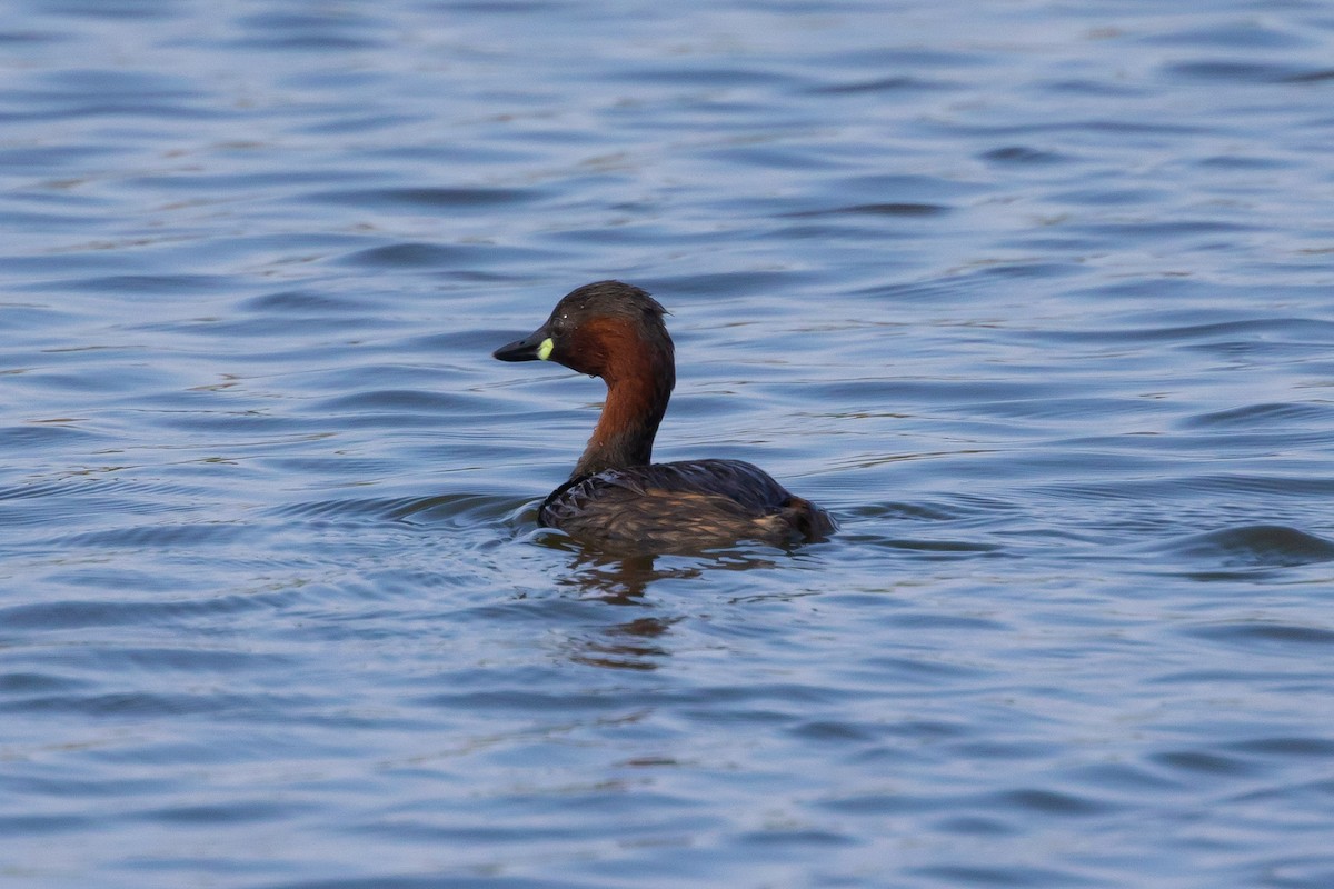 Little Grebe - ML620726903