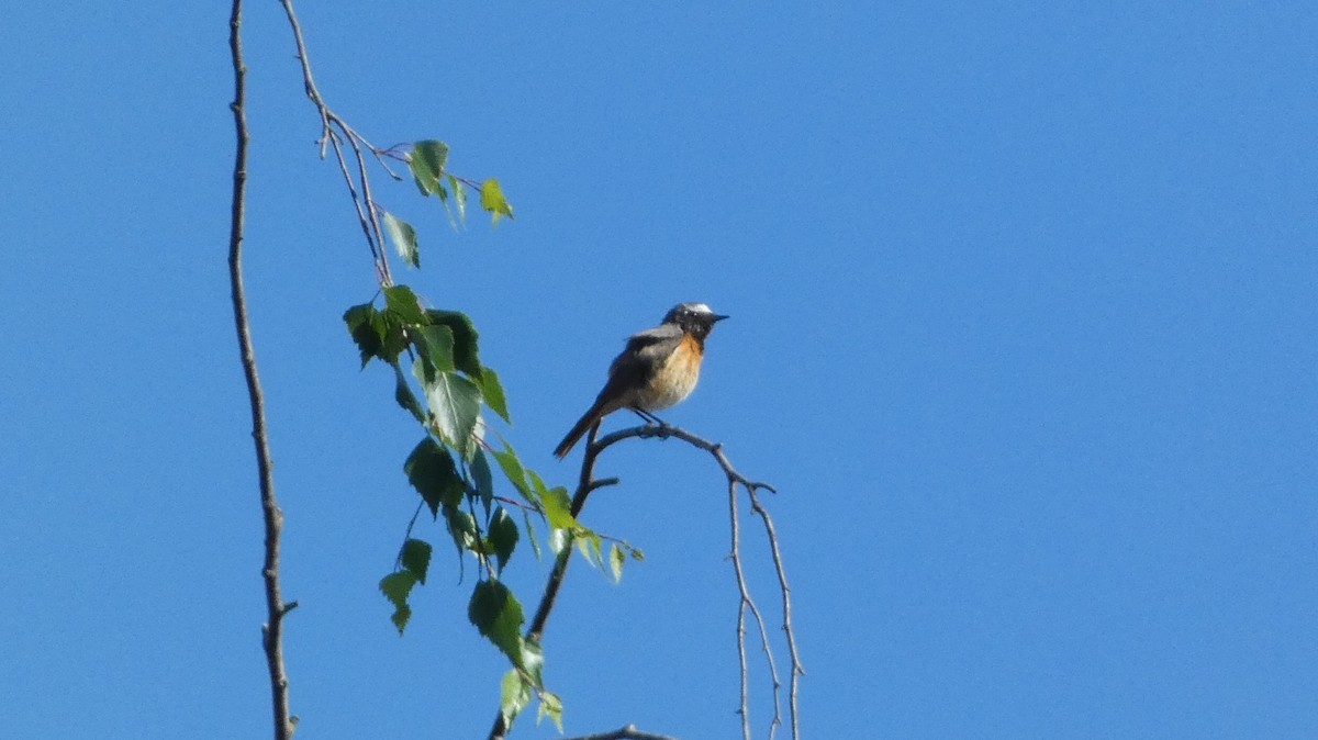 Common Redstart - ML620726905