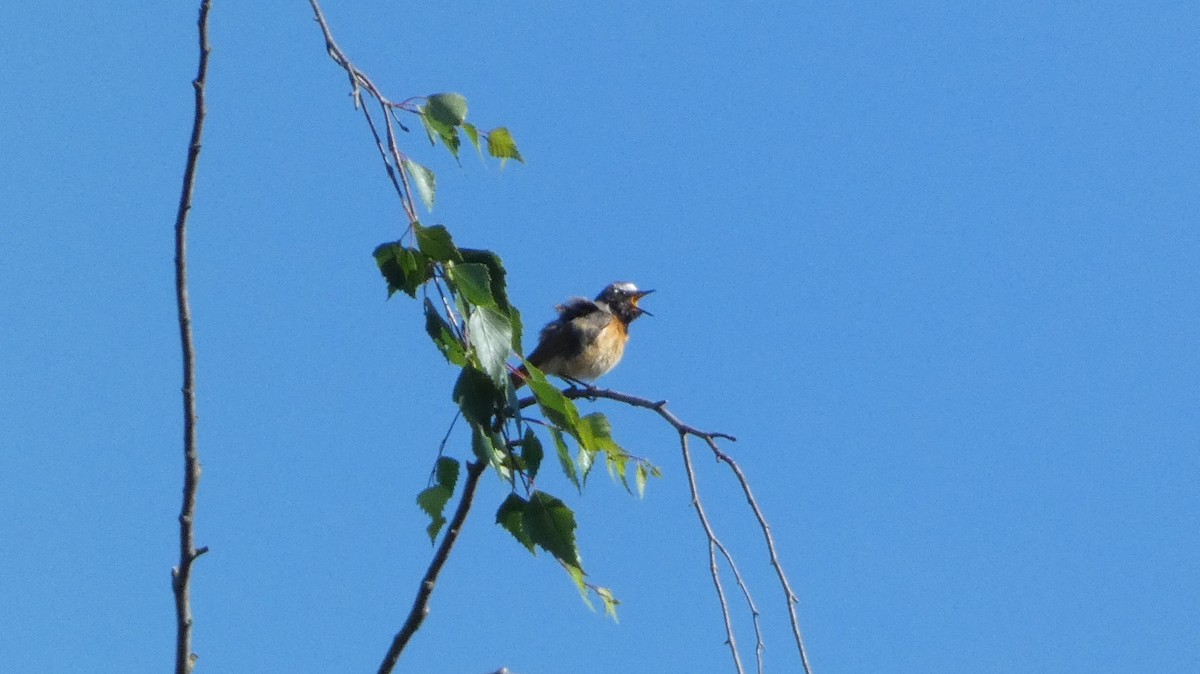 Common Redstart - ML620726906