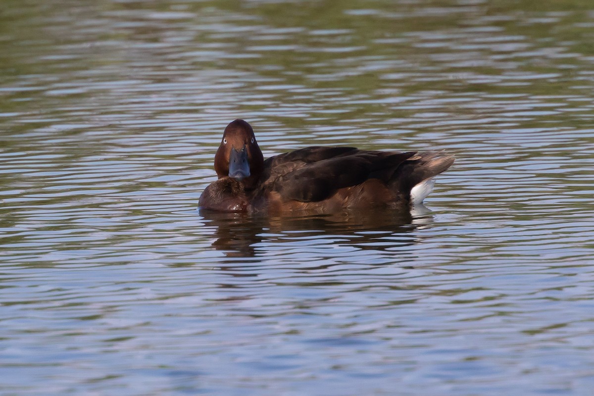 Ferruginous Duck - ML620726907