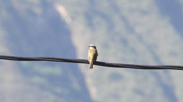 Rusty-margined Flycatcher - ML620726925