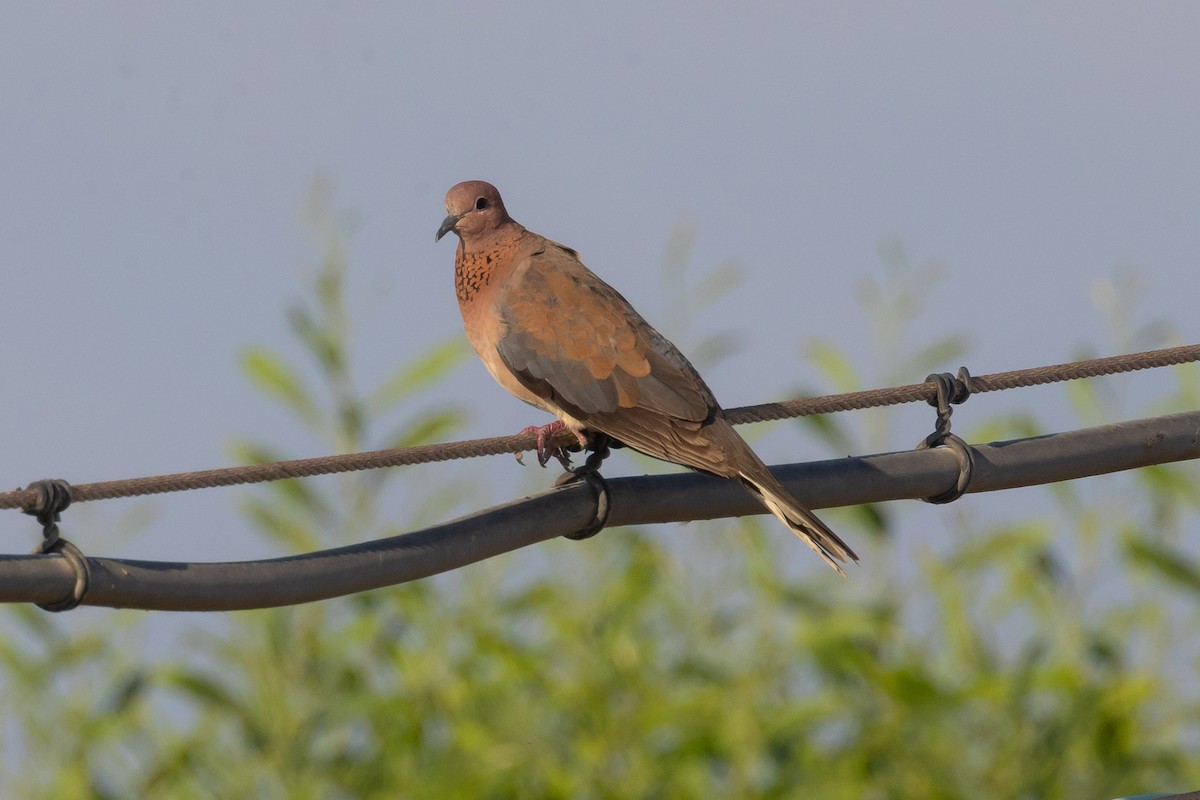 Laughing Dove - ML620726927