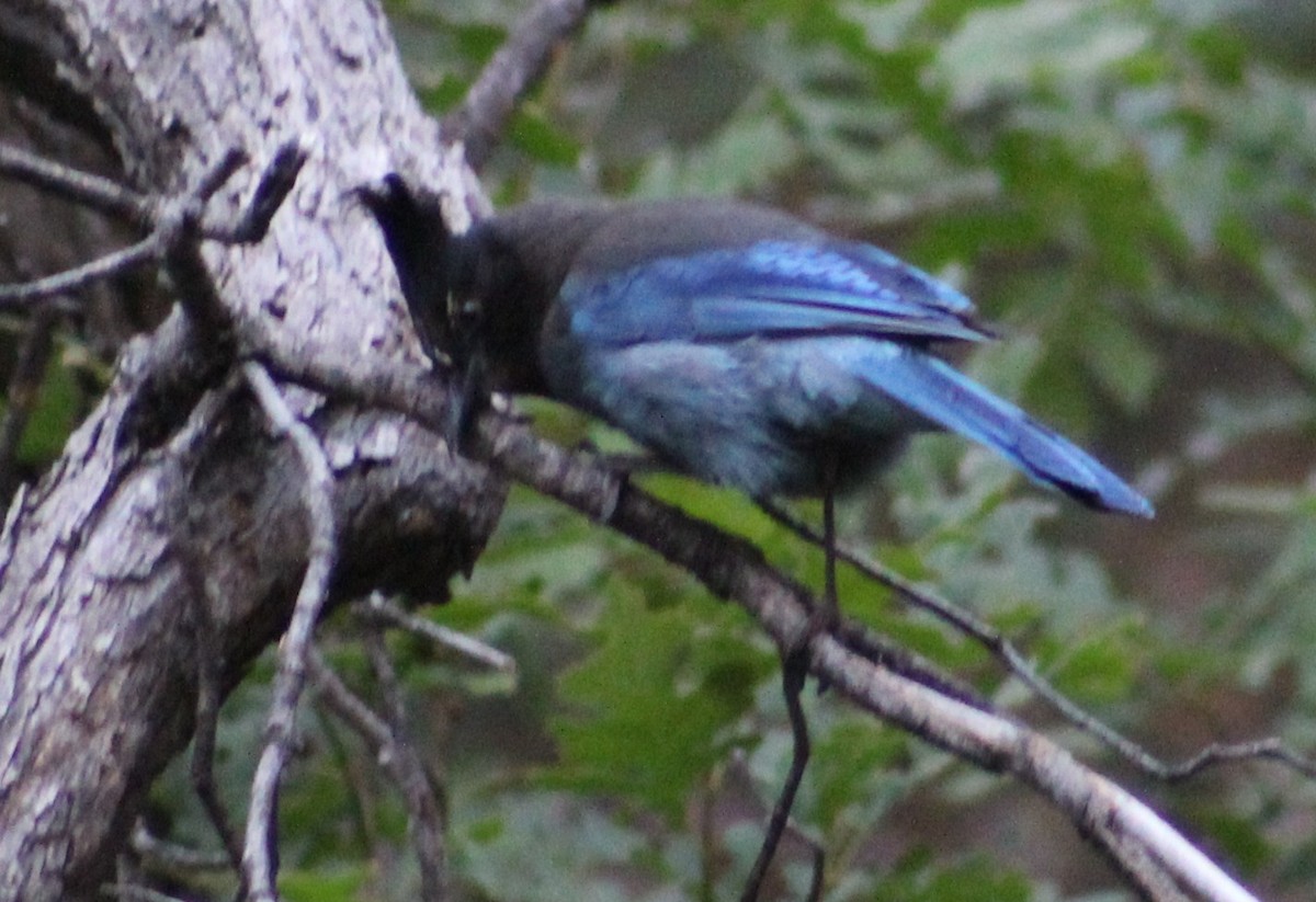 Steller's Jay (Southwest Interior) - ML620726954