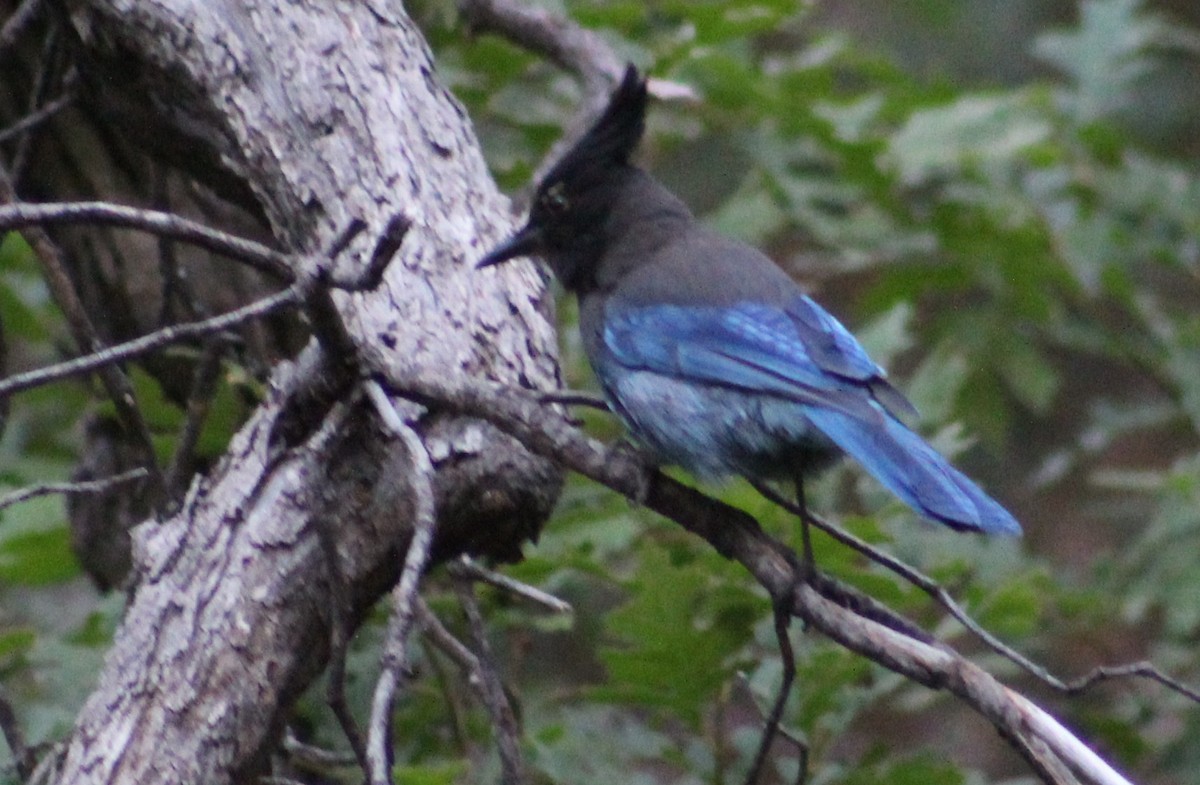 Steller's Jay (Southwest Interior) - ML620726955