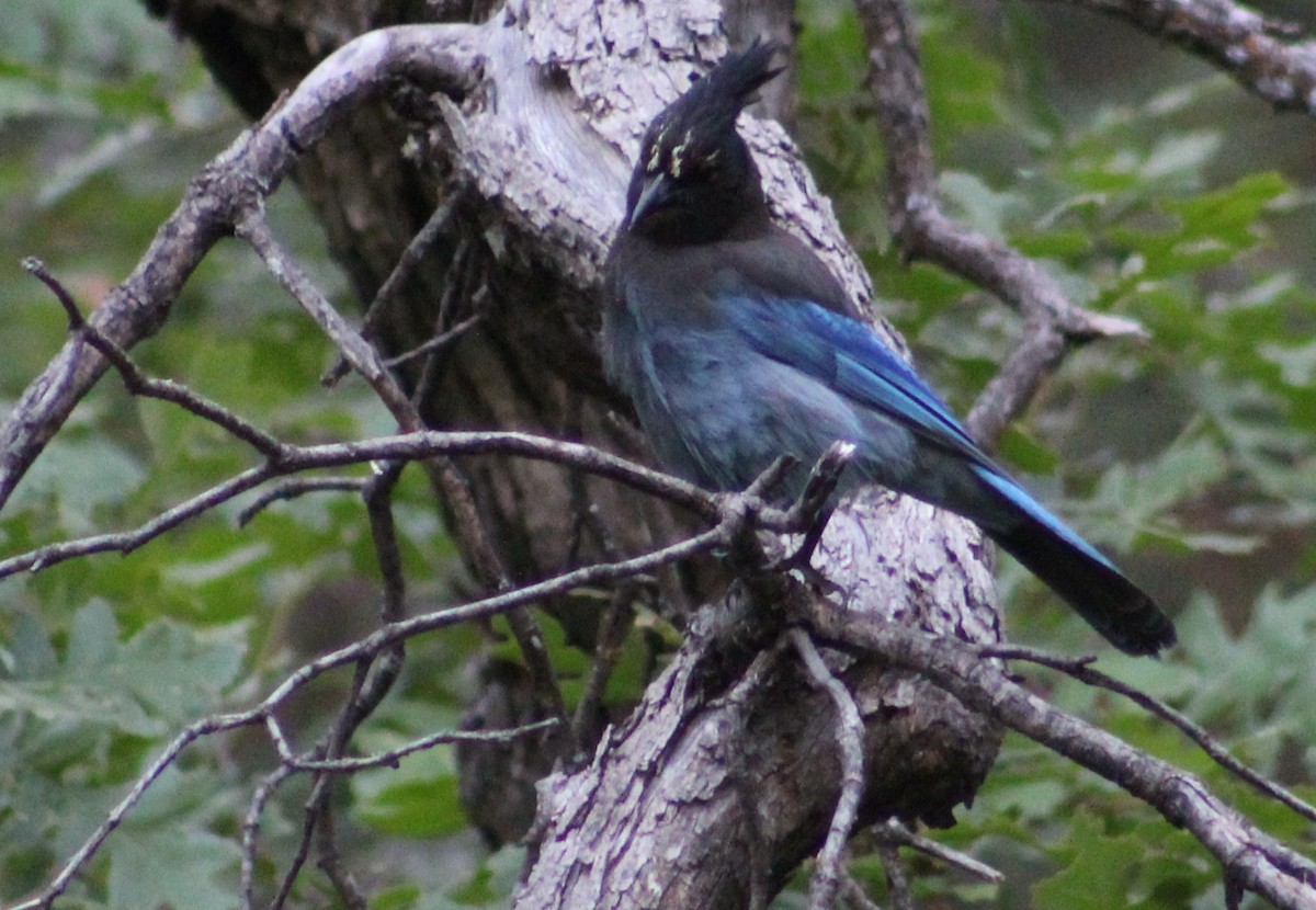 Steller's Jay (Southwest Interior) - ML620726961