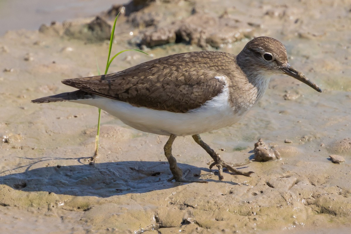 Common Sandpiper - ML620726970