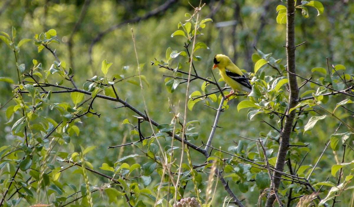 American Goldfinch - Scot Russell