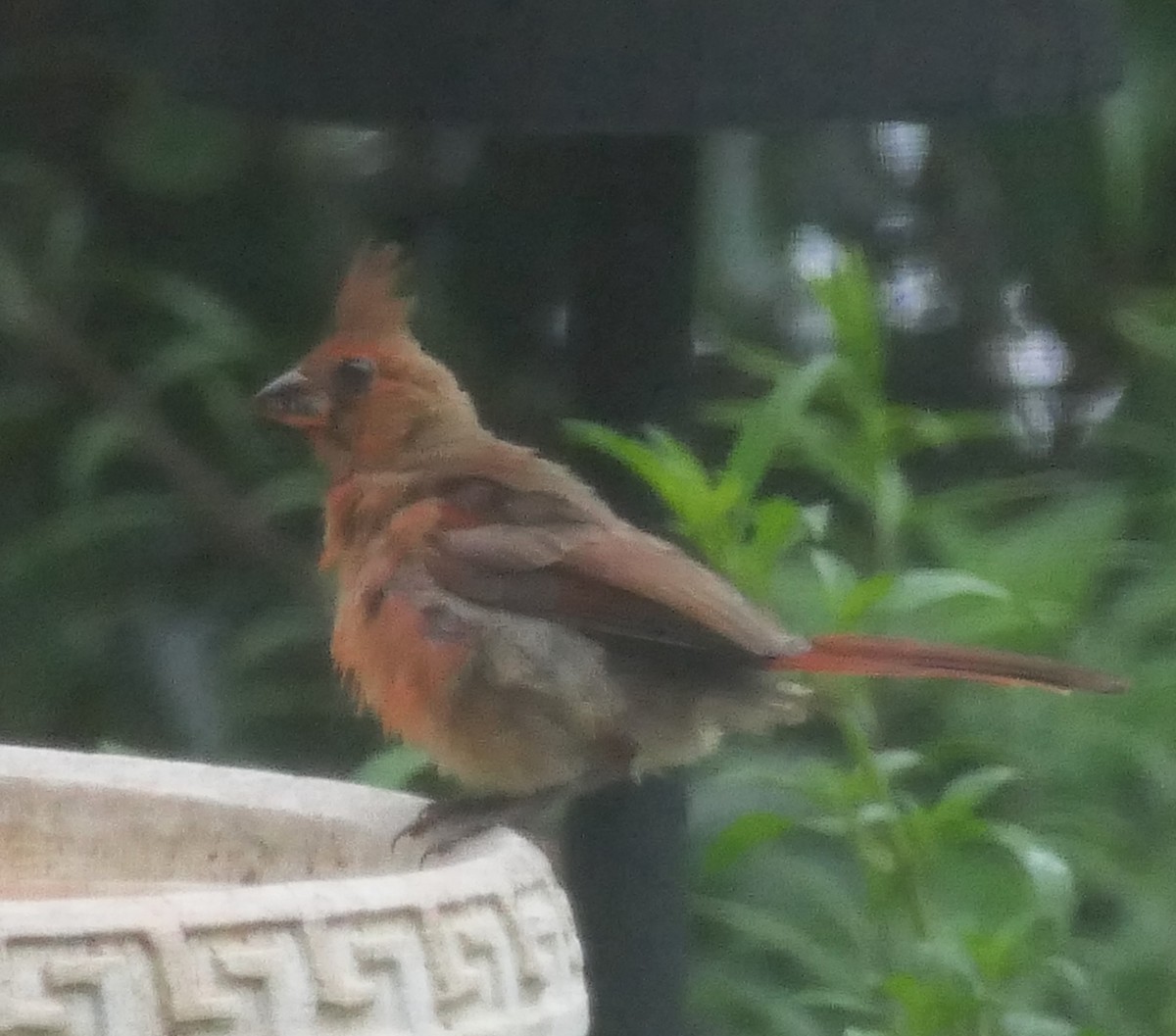 Northern Cardinal - ML620726986