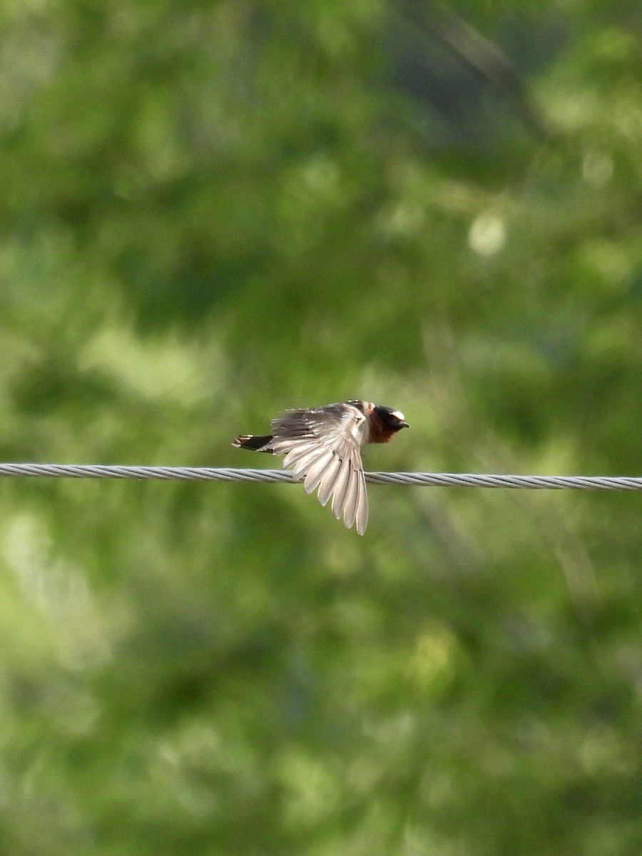 Cliff Swallow - ML620726990