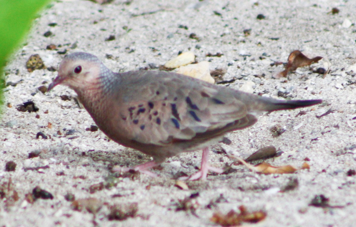 Common Ground Dove - ML620726993