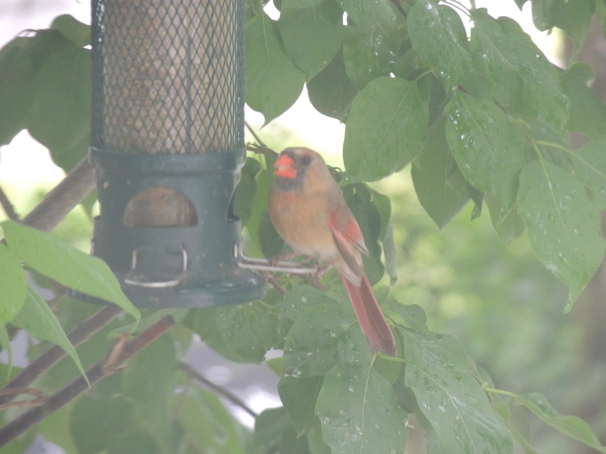 Northern Cardinal - Glenn Knoblock