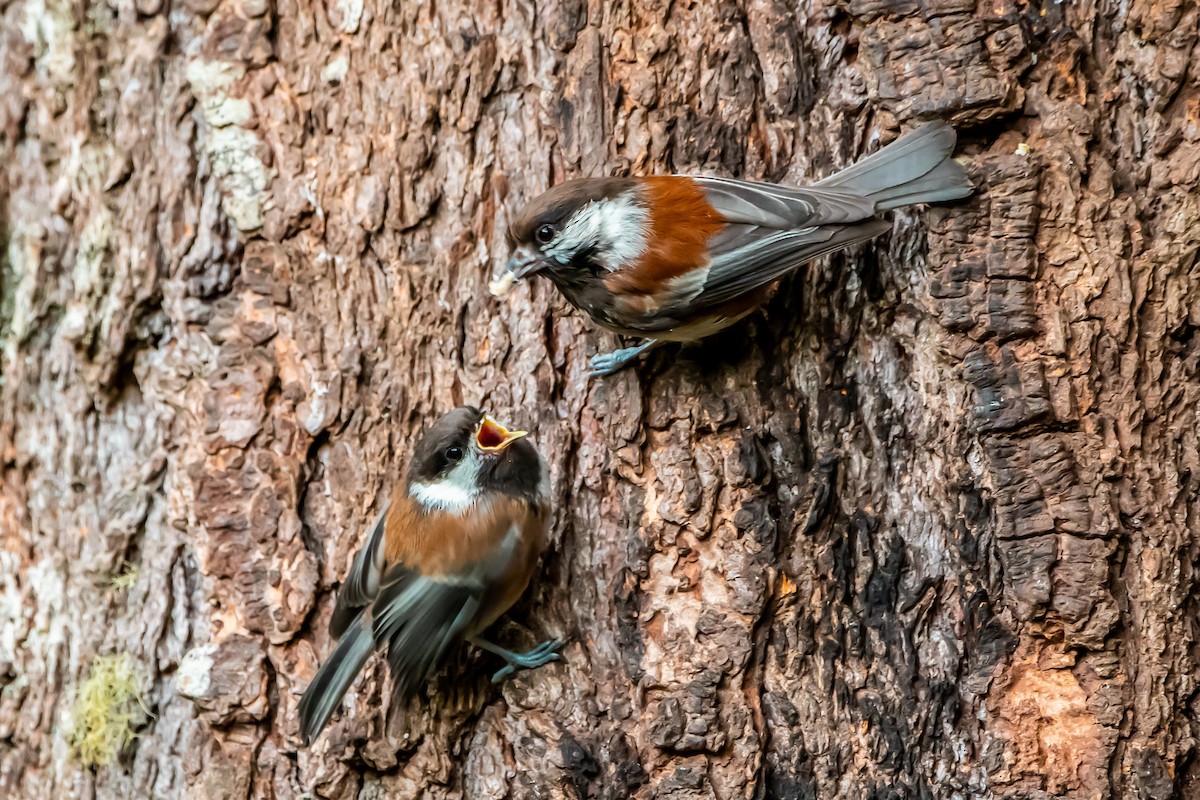 Chestnut-backed Chickadee - ML620727021