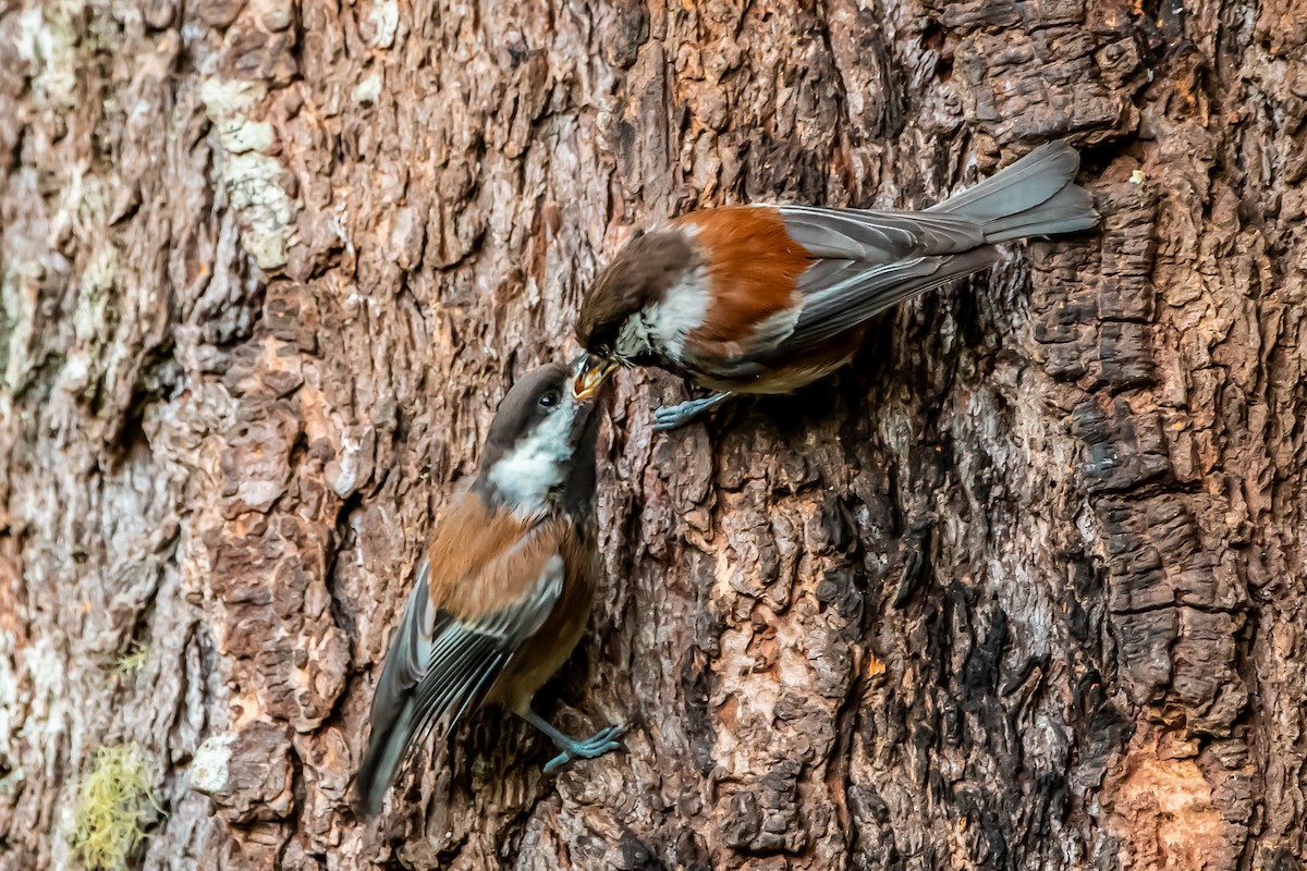 Chestnut-backed Chickadee - ML620727022